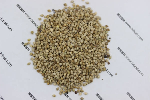 <a href='http://m.fscangbo.com/mucaozhongzi/14651.html' target='_blank'>小米草</a>