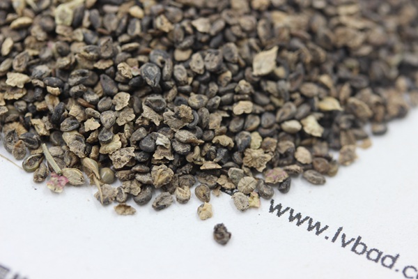 <a href='http://m.fscangbo.com/caohuazhongzi/1041.html' target='_blank'>地膚種子</a>