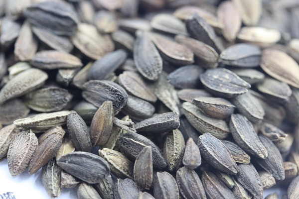 <a href='http://m.fscangbo.com/caohuazhongzi/1046.html' target='_blank'>非洲菊種子</a>