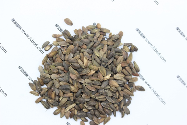 <a href='http://m.fscangbo.com/caohuazhongzi/1046.html' target='_blank'>非洲菊</a><a href='http://m.fscangbo.com/' target='_blank'>種子</a>