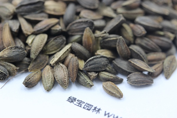 <a href='http://m.fscangbo.com/caohuazhongzi/1046.html' target='_blank'>非洲菊</a><a href='http://m.fscangbo.com/' target='_blank'>種子</a>
