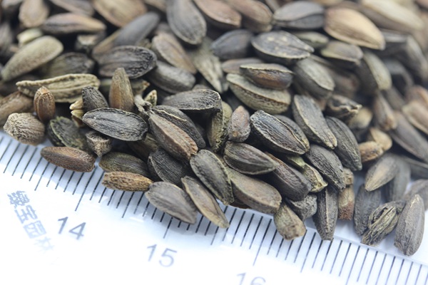 非洲菊<a href='http://m.fscangbo.com/' target='_blank'>種子</a>