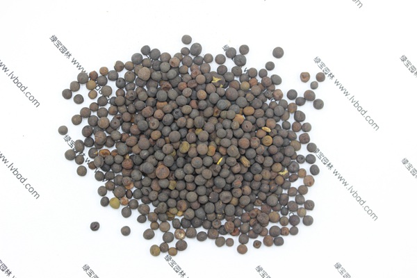 <a href='http://m.fscangbo.com/mucaozhongzi/6.html' target='_blank'>紫花苕</a><a href='http://m.fscangbo.com/' target='_blank'>種子</a>