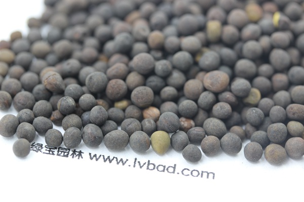 <a href='http://m.fscangbo.com/mucaozhongzi/6.html' target='_blank'>紫花苕種子</a>