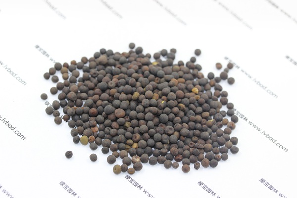 紫花苕<a href='http://m.fscangbo.com/' target='_blank'>種子</a>