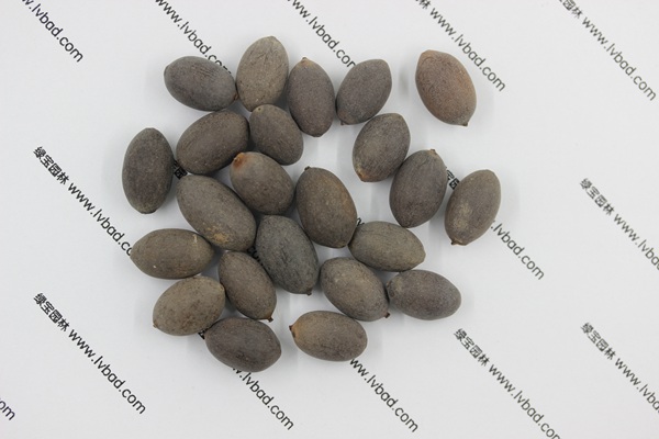 <a href='http://m.fscangbo.com/caohuazhongzi/1059.html' target='_blank'>荷花</a><a href='http://m.fscangbo.com/' target='_blank'>種子</a>