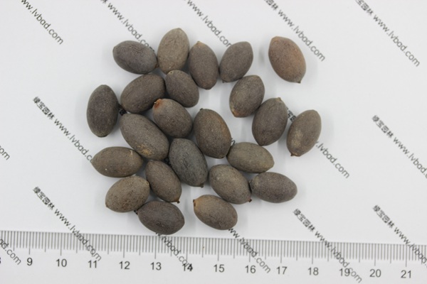 荷花<a href='http://m.fscangbo.com/' target='_blank'>種子</a>
