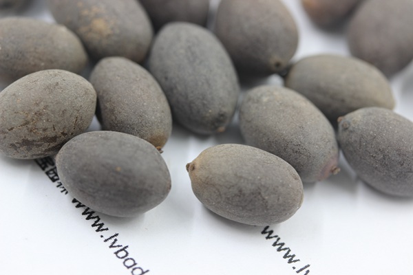 <a href='http://m.fscangbo.com/caohuazhongzi/1059.html' target='_blank'>荷花種子</a>