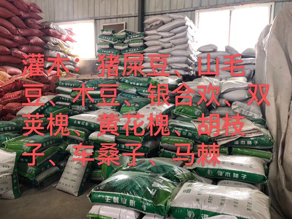 <a href='http://m.fscangbo.com/linmuzhongzi/16015.html' target='_blank'>刺槐種子</a>