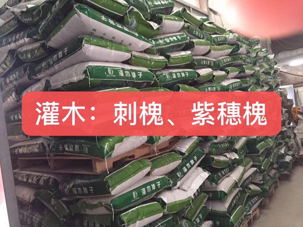 <a href='http://m.fscangbo.com/linmuzhongzi/16015.html' target='_blank'>刺槐</a><a href='http://m.fscangbo.com/' target='_blank'>種子</a>