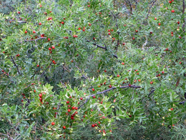 酸棗<a href='http://m.fscangbo.com/' target='_blank'>種子</a>
