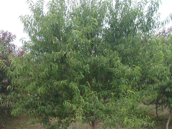 <a href='http://m.fscangbo.com/guoshuzhongzi/2185.html' target='_blank'>山桃種子</a>