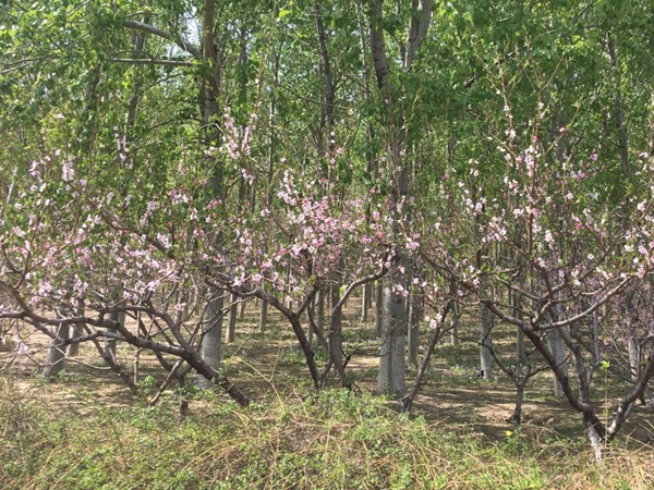 山桃<a href='http://m.fscangbo.com/' target='_blank'>種子</a>