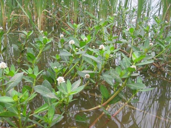 <a href='http://m.fscangbo.com/shuicaozhongzi/1869.html' target='_blank'>空心蓮子草</a>