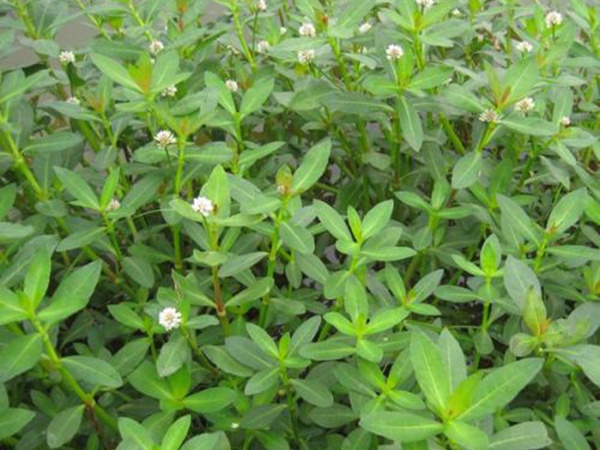<a href='http://m.fscangbo.com/shuicaozhongzi/1869.html' target='_blank'>空心蓮子草</a>