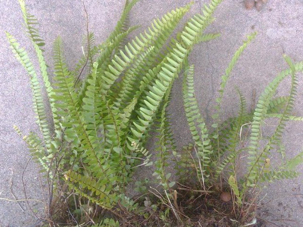 細葉蜈蚣草