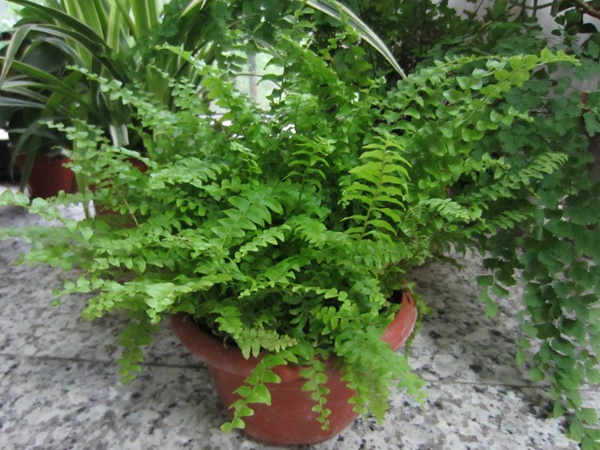 細葉蜈蚣草