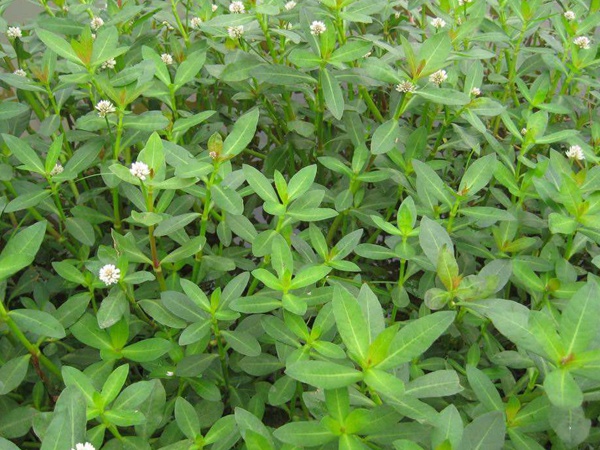 <a href='http://m.fscangbo.com/shuicaozhongzi/1862.html' target='_blank'>水花生</a>