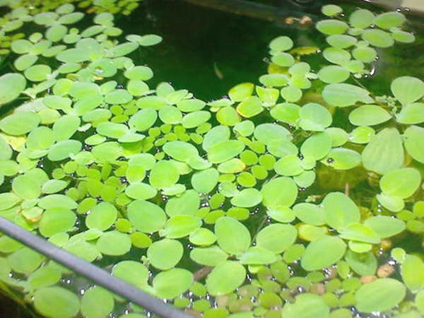 <a href='http://m.fscangbo.com/shuicaozhongzi/1861.html' target='_blank'>水浮萍</a>