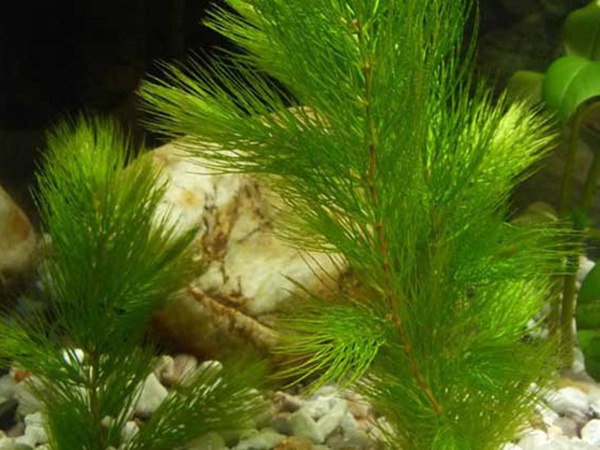 <a href='http://m.fscangbo.com/shuicaozhongzi/1857.html' target='_blank'>金魚(yú)藻種子</a>