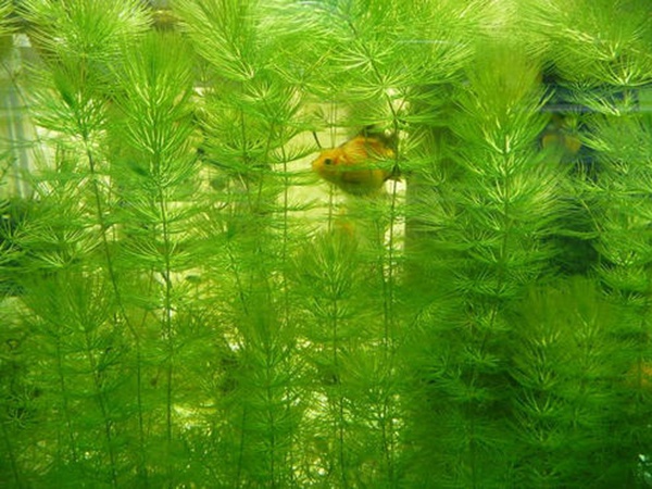 金魚(yú)藻<a href='http://m.fscangbo.com/' target='_blank'>種子</a>