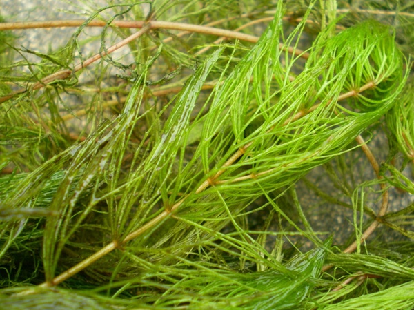 <a href='http://m.fscangbo.com/shuicaozhongzi/1857.html' target='_blank'>金魚(yú)藻種子</a>