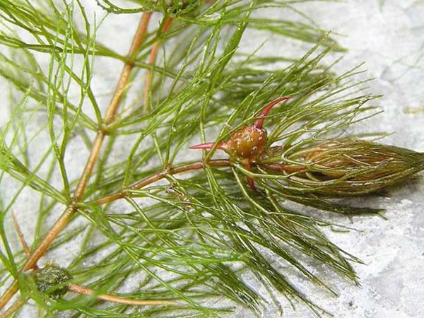 金魚(yú)藻<a href='http://m.fscangbo.com/' target='_blank'>種子</a>