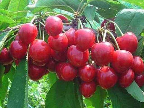 <a href='http://m.fscangbo.com/guoshuzhongzi/2186.html' target='_blank'>山櫻桃</a>