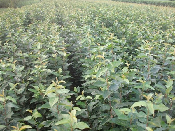 <a href='http://m.fscangbo.com/guoshuzhongzi/2008.html' target='_blank'>杜梨</a>