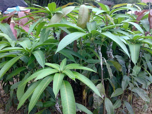 芒果樹