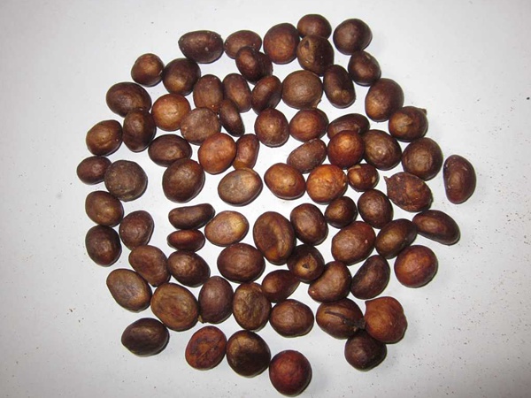 <a href='http://m.fscangbo.com/guoshuzhongzi/1886.html' target='_blank'>枇杷種子</a>