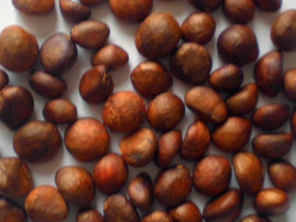 枇杷<a href='http://m.fscangbo.com/' target='_blank'>種子</a>