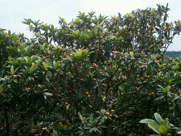 <a href='http://m.fscangbo.com/guoshuzhongzi/1886.html' target='_blank'>枇杷種子</a>