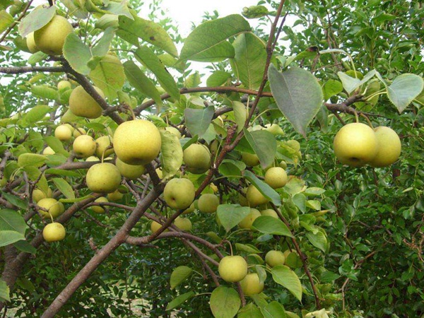梨樹(shù)