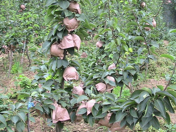 梨樹(shù)