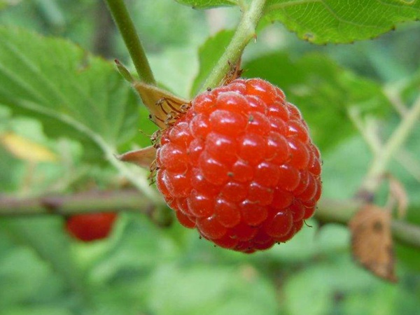 樹(shù)莓