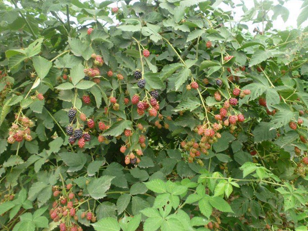 樹(shù)莓