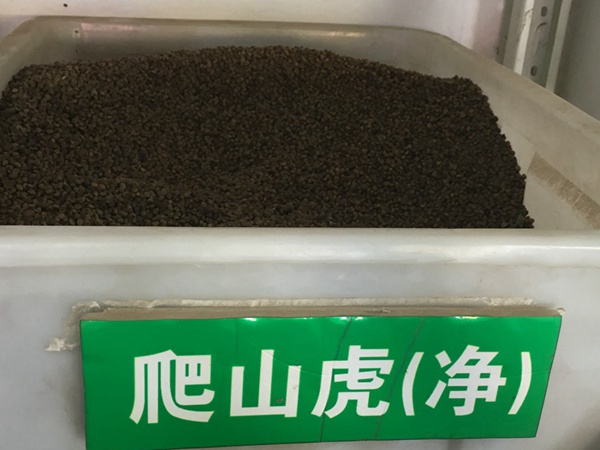 <a href='http://m.fscangbo.com/linmuzhongzi/2193.html' target='_blank'>爬山虎種子</a>