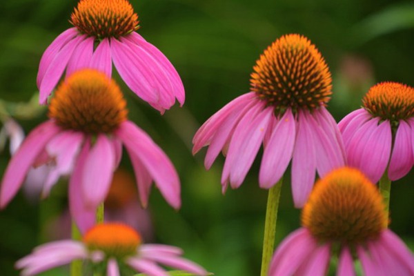 <a href='http://m.fscangbo.com/caohuazhongzi/16047.html' target='_blank'>松果菊</a>