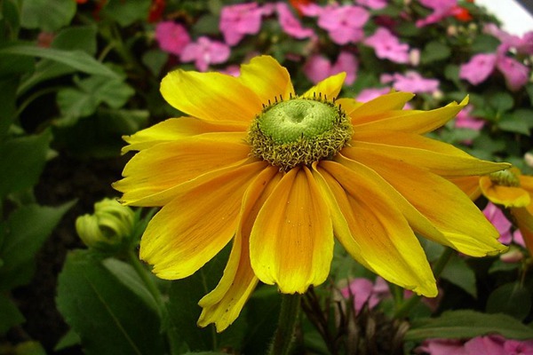 <a href='http://m.fscangbo.com/caohuazhongzi/16049.html' target='_blank'>金光菊</a>
