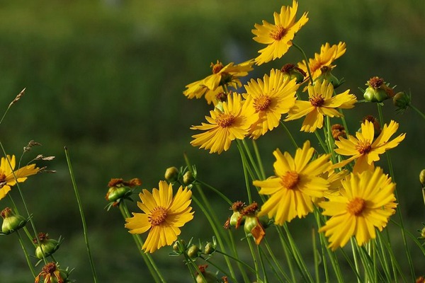 <a href='http://m.fscangbo.com/caohuazhongzi/16049.html' target='_blank'>金光菊</a>