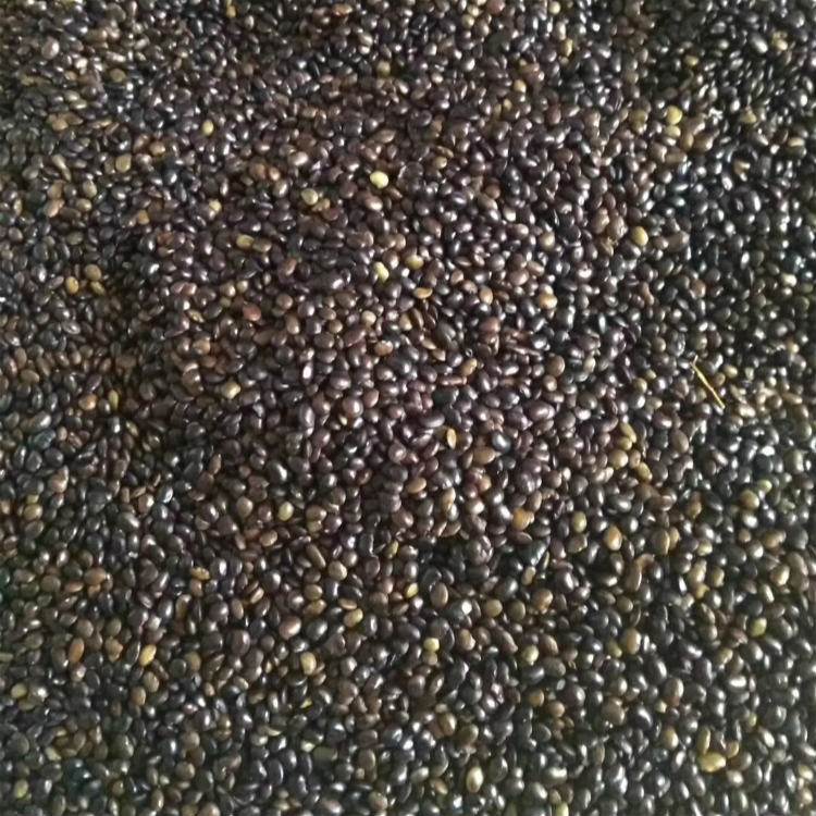<a href='http://m.fscangbo.com/linmuzhongzi/1841.html' target='_blank'>國槐種子</a>槐樹籽