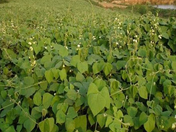 <a href='http://m.fscangbo.com/mucaozhongzi/23270.html' target='_blank'>拉巴豆種子</a>