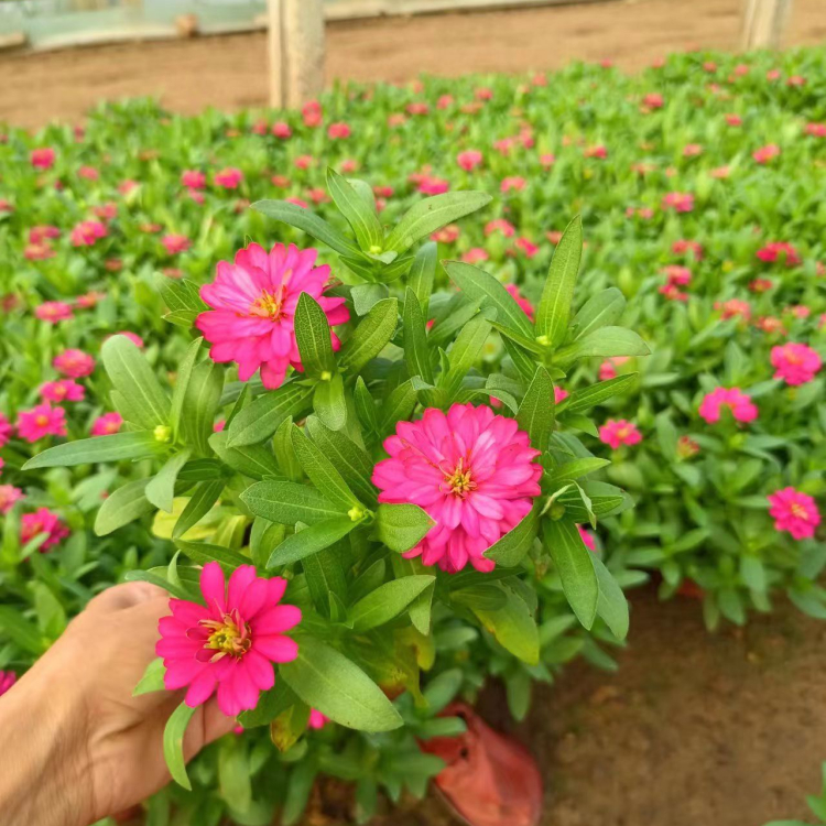 <a href='http://m.fscangbo.com/caohuazhongzi/1020.html' target='_blank'>百日草</a>