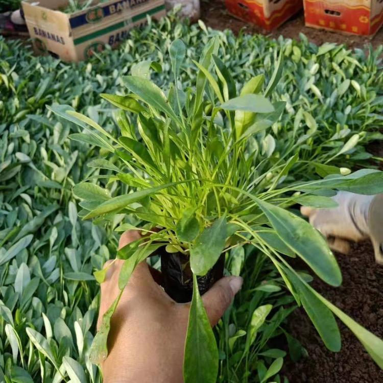 <a href='http://m.fscangbo.com/caohuazhongzi/1568.html' target='_blank'>金雞菊</a>