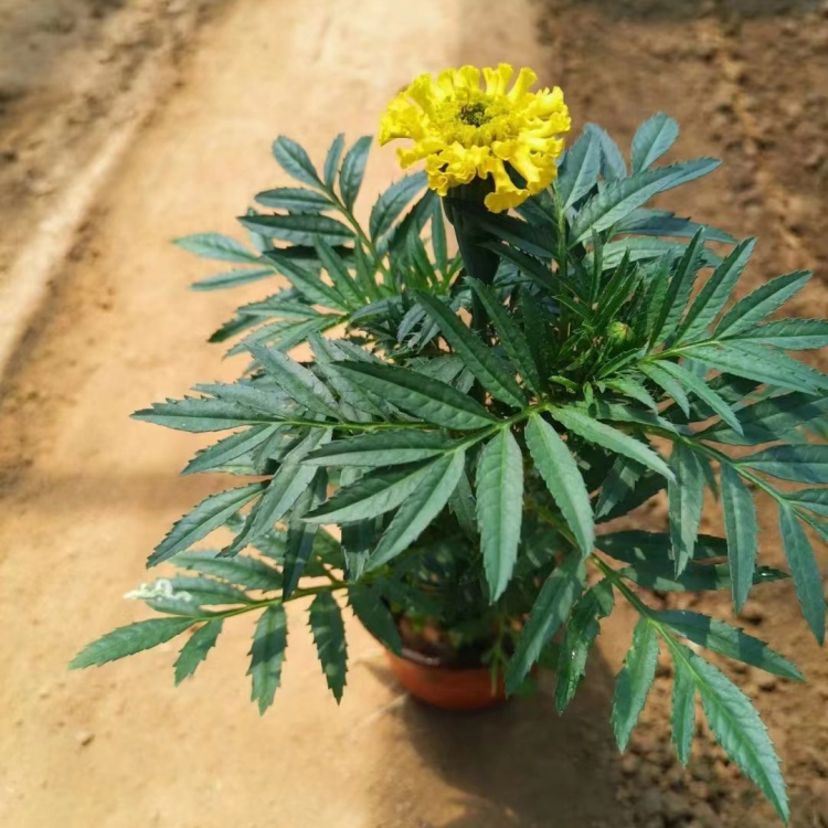 <a href='http://m.fscangbo.com/caohuazhongzi/1631.html' target='_blank'>萬(wàn)壽菊</a>