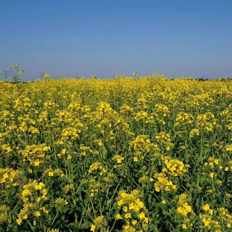 <a href='http://m.fscangbo.com/caohuazhongzi/17855.html' target='_blank'>油菜</a>花