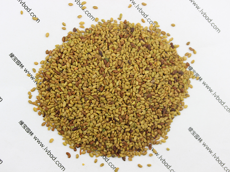 紫花<a href='http://m.fscangbo.com/mucaozhongzi/5.html' target='_blank'>苜蓿</a><a href='http://m.fscangbo.com/' target='_blank'>種子</a>