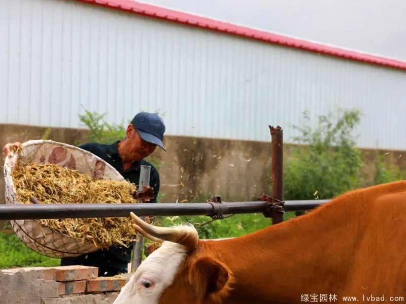 紫花<a href='http://m.fscangbo.com/mucaozhongzi/5.html' target='_blank'>苜蓿</a>青貯發(fā)酵后投喂