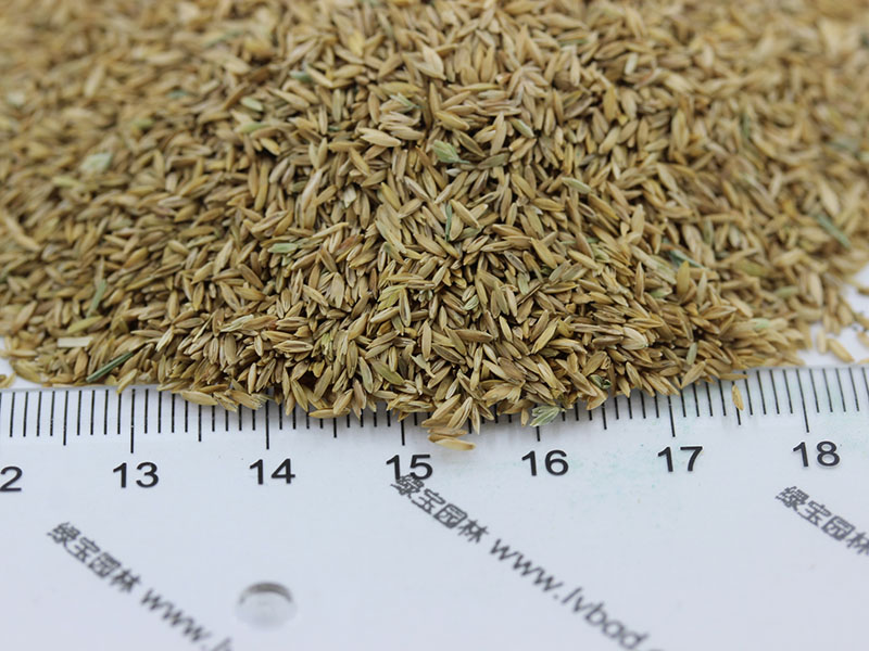 <a href='http://m.fscangbo.com/caopingzhongzi/1679.html' target='_blank'>早熟禾</a><a href='http://m.fscangbo.com/' target='_blank'>種子</a> <a href='http://m.fscangbo.com/caopingzhongzi/1679.html' target='_blank'>早熟禾種子</a>